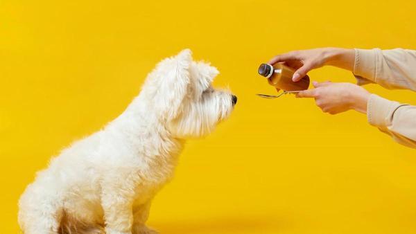TOS EN PERROS | ¿Por qué mi perro tose como si se ahogara? Todo lo que  debes saber sobre la tos en perros