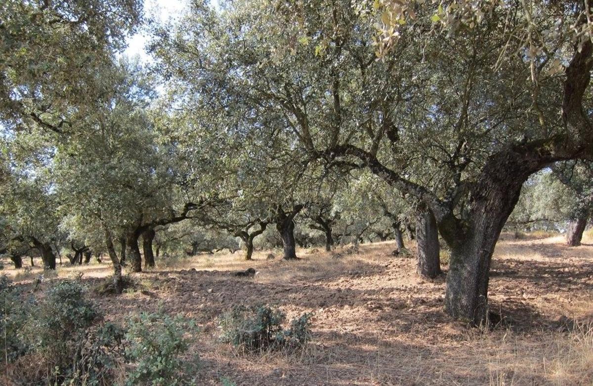 «Extreure fusta i preservar l’ecosistema és possible»: un projecte europeu dibuixa el futur del bosc mediterrani