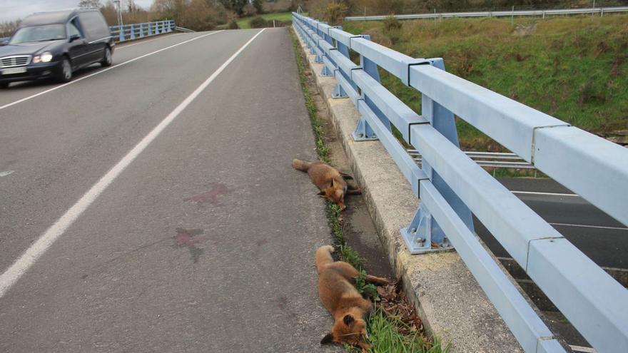 Dous raposos morren atropelados en Bendoiro
