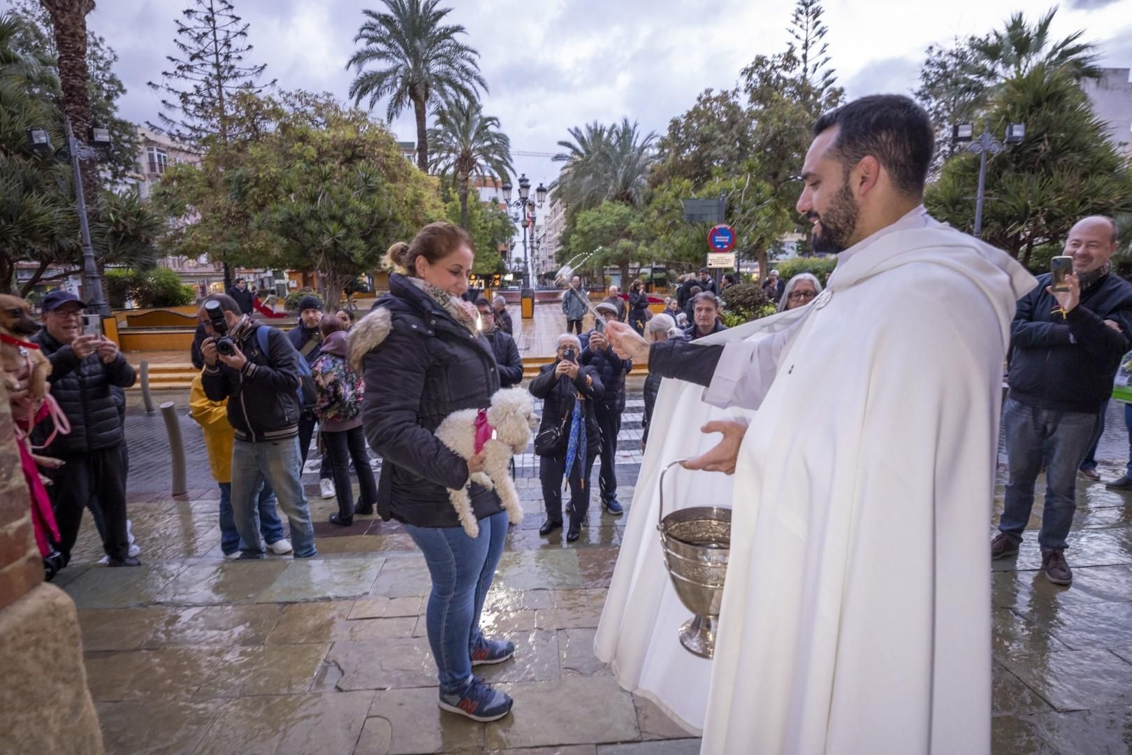 Bendición de animales por San Antón bajo una lluvia invernal en Torrevieja