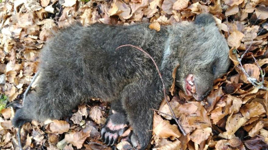 Aparece una cría de oso muerta en Somiedo