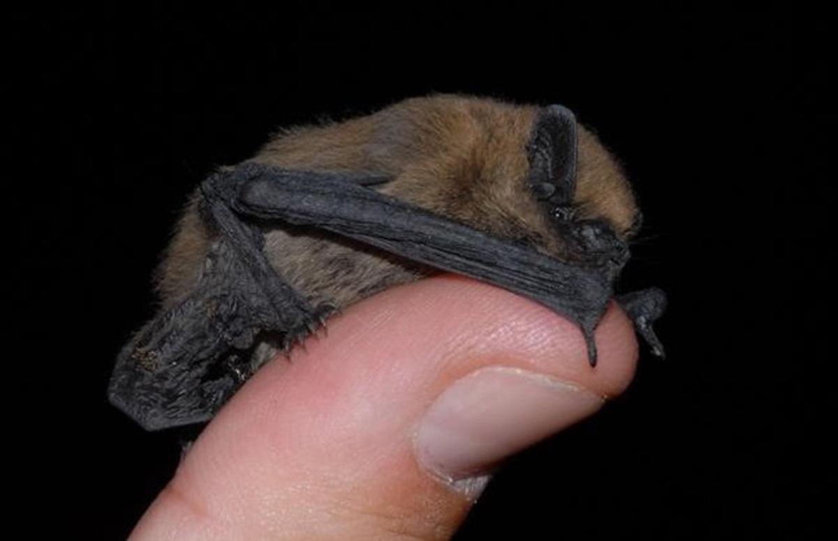 dcaminal32639178 sociedad   pipistrellus pipistrellus  alias murci 160202143525