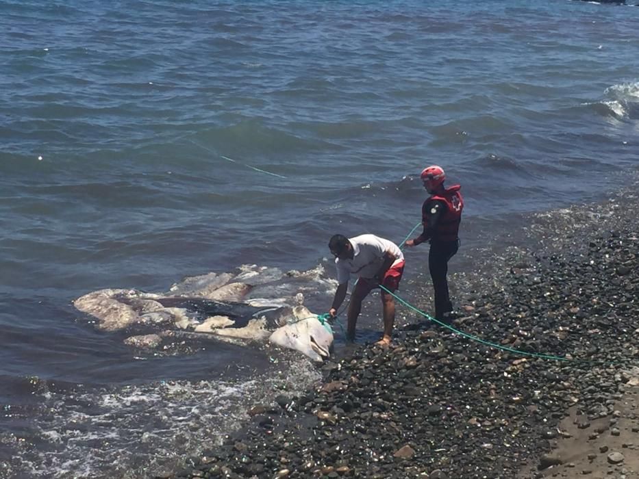 Localizado un delfín sin vida en Bahía Feliz