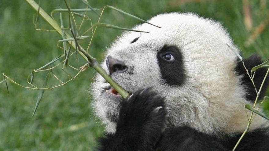 Los antiguos pandas podrían haber sido carnívoros con una dieta variada