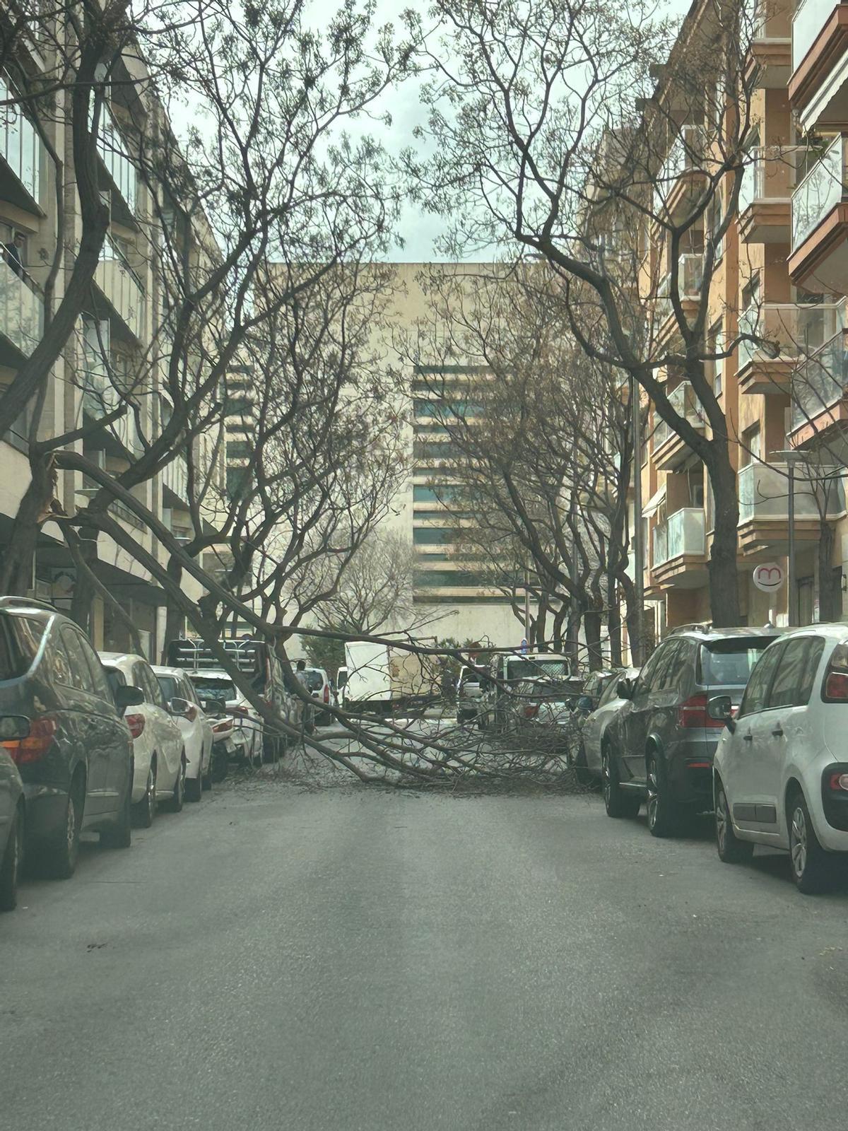 Ramas caídas en la calle Bisbe Rafel Josep Verger de Palma