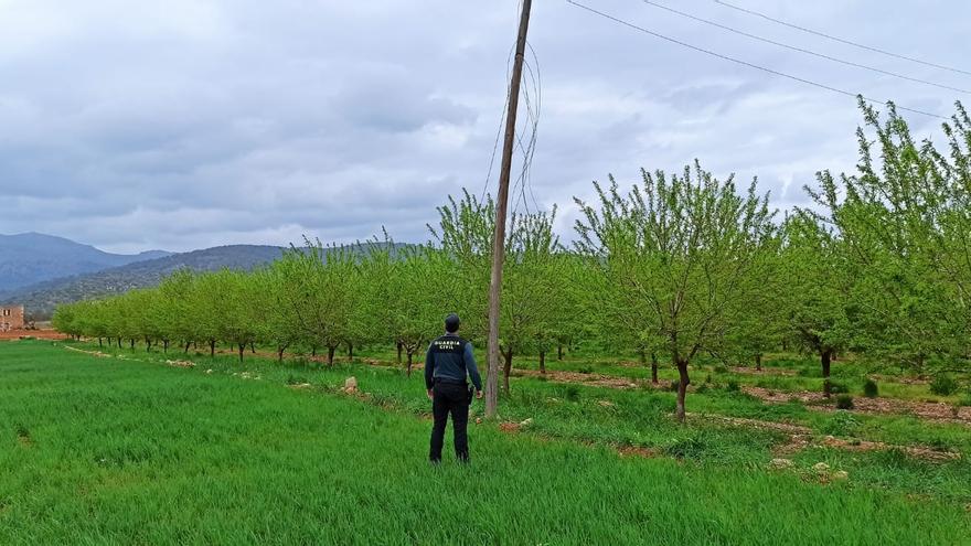 Un ladrón arranca 700 metros de tendido eléctrico en sa Pobla