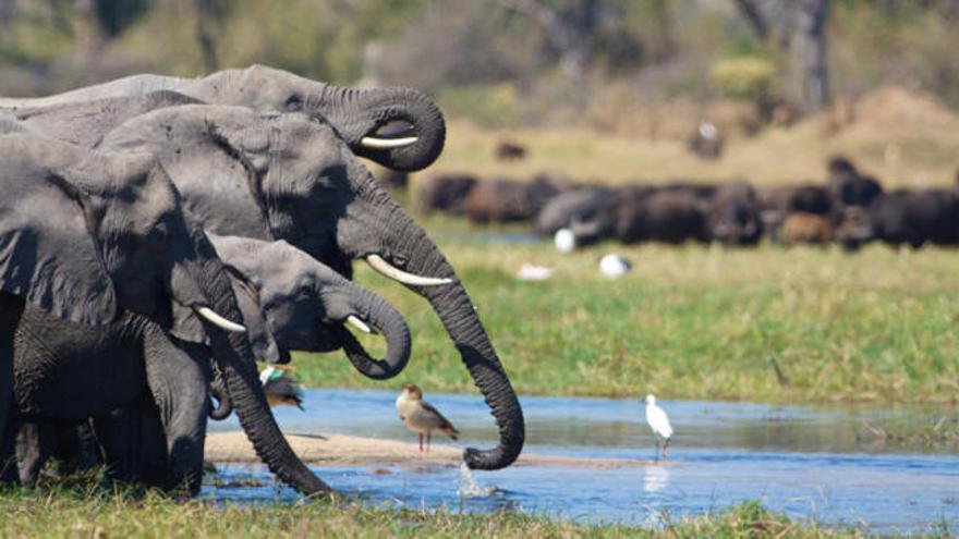 La Tierra ha perdido el 60% de sus animales salvajes en 44 años