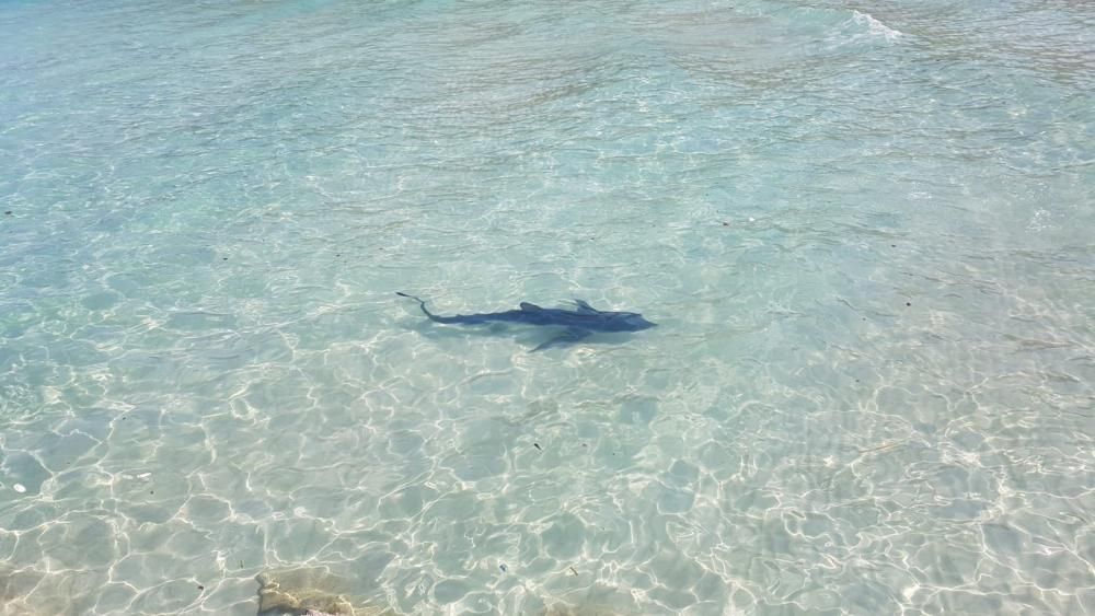 Pánico por la aparición de un tiburón en la playa de Calas de Mallorca