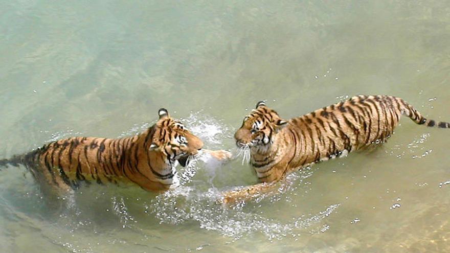 Un tigre acaba con la vida de una cuidadora en un parque de animales de Benidorm