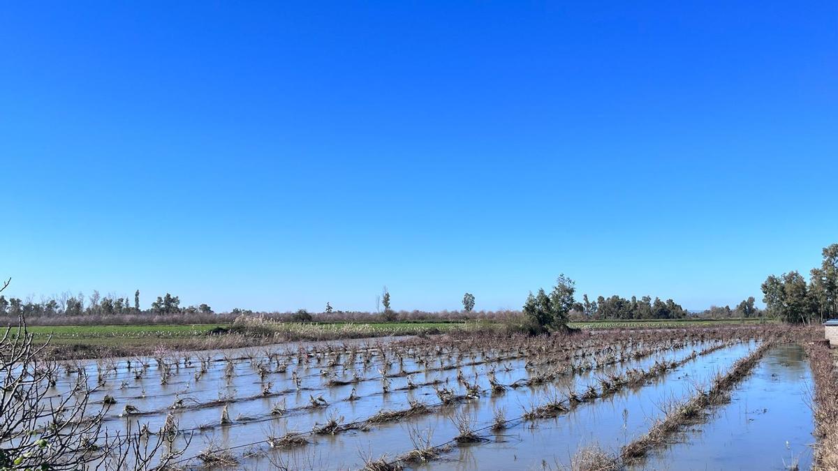 Plantación de frutales anegada tras el paso de las borrascas.