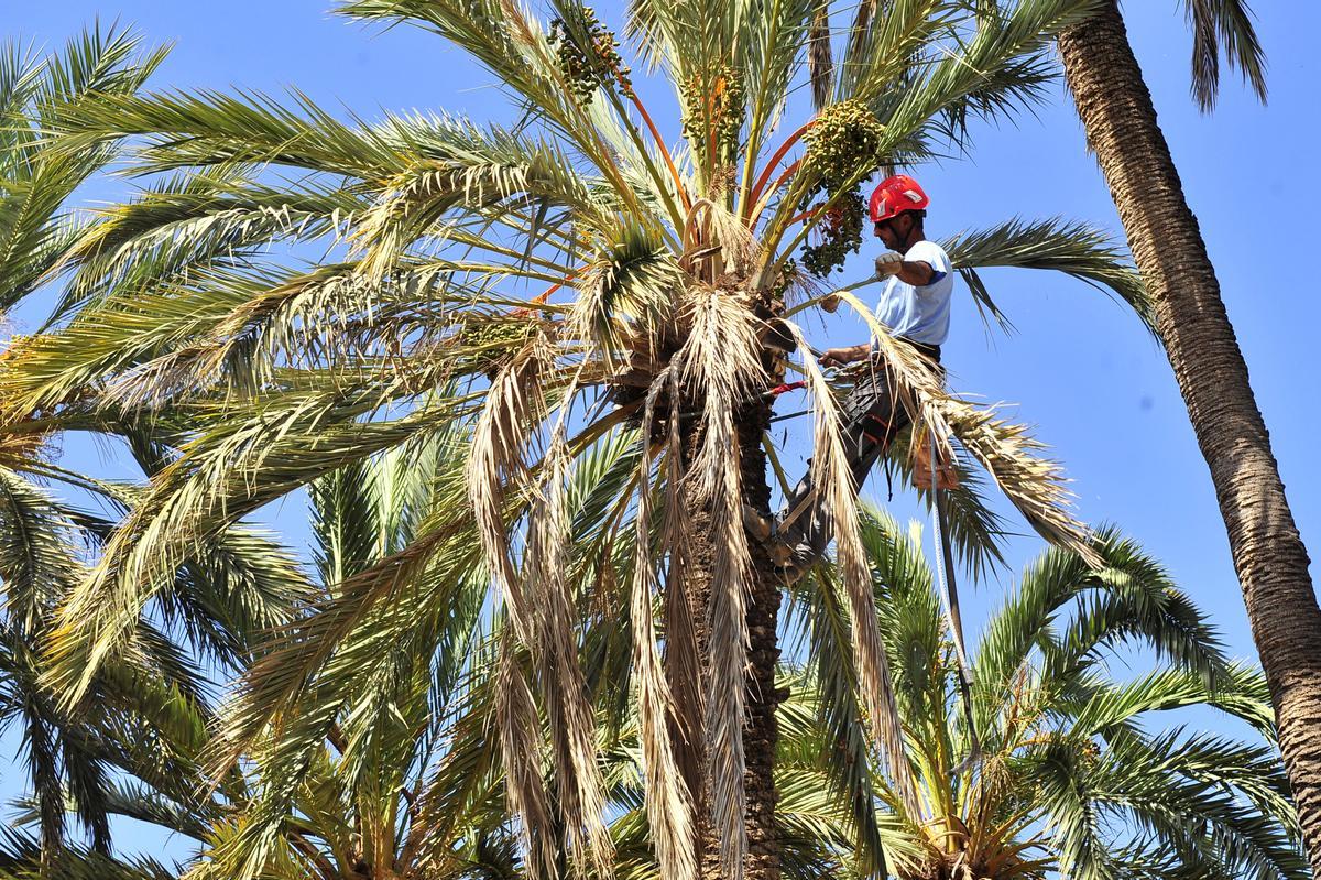 Un palmerero en uno de los huertos de Elche