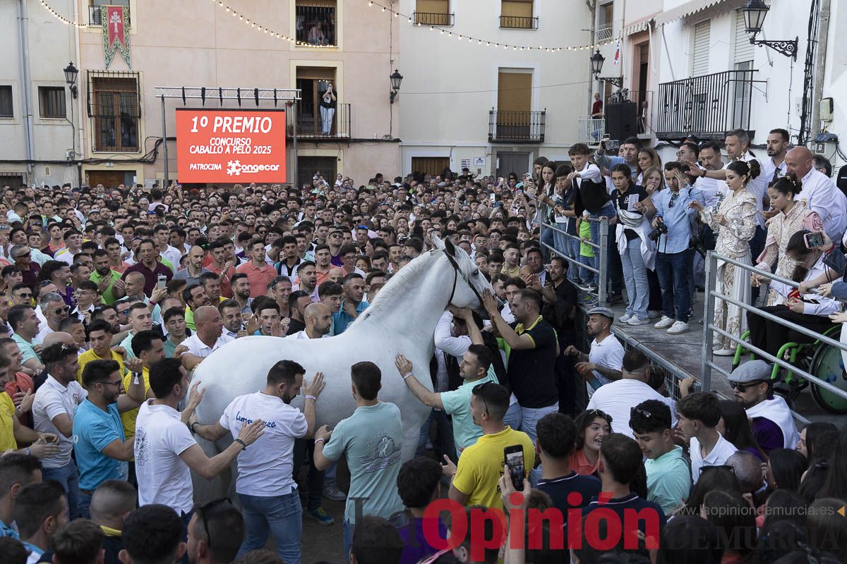 Fiestas de Caravaca | Entrega de premios del concurso morfológico