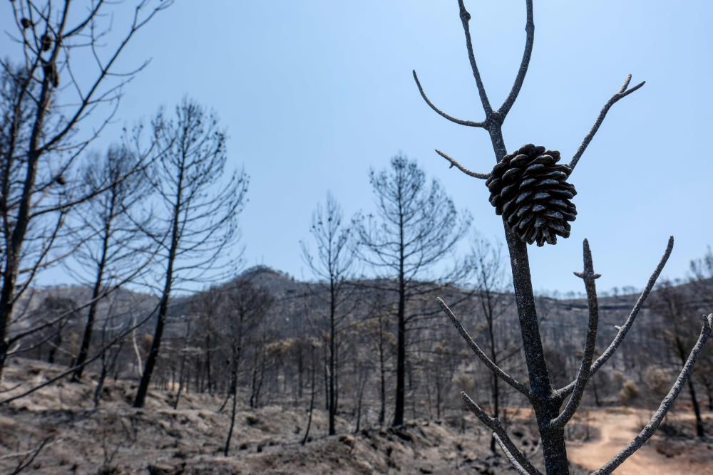 Así ha quedado la zona tras el incendio.