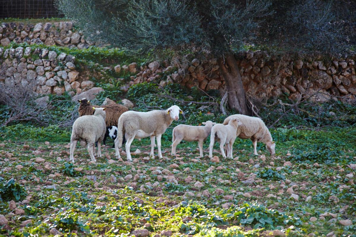 Süß: Schafe in der Tramuntana