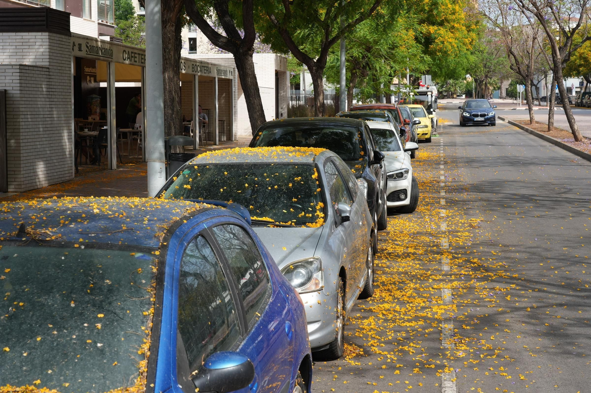 La floración tiñe las calles de Castelló
