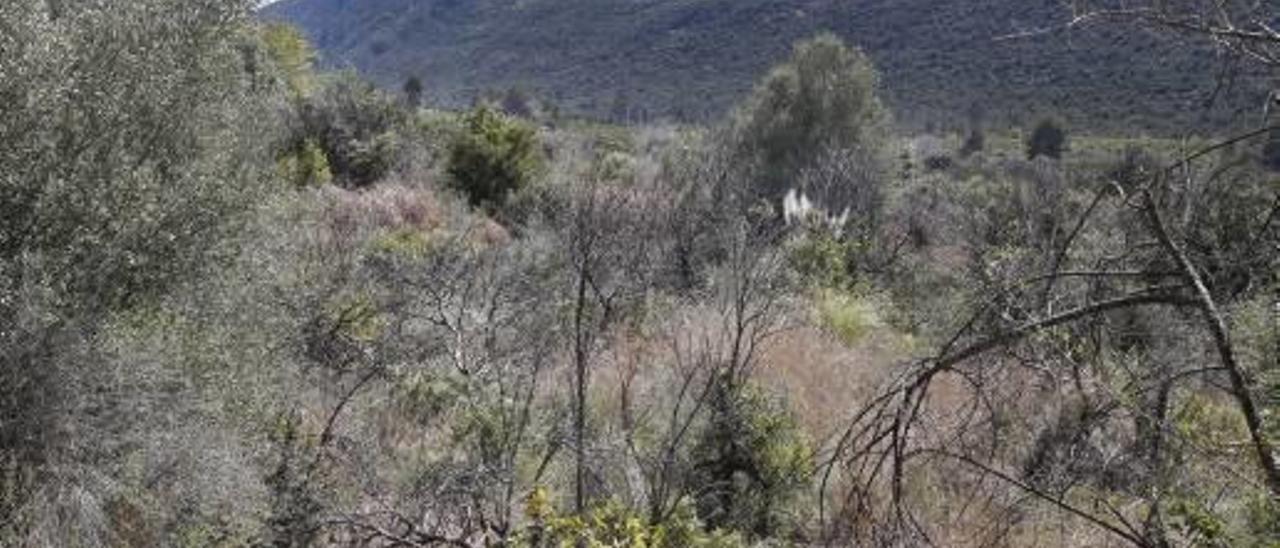 Un campo abandonado y repleto de maleza en el corazón del valle de la Casella.