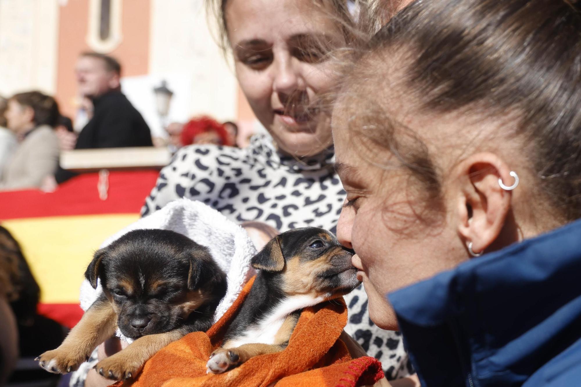 FOTOS: los mejores momentos de la bendición de animales por San Antón en Cartagena