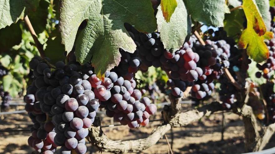 Uvas en la finca de Son Fangos de Manacor. | R.F.