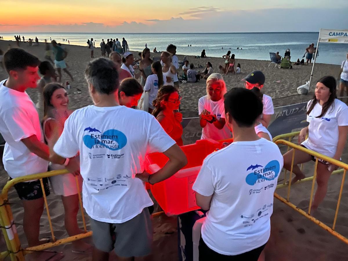 Las imágenes del prodigio: Nace 128 tortugas en Dénia