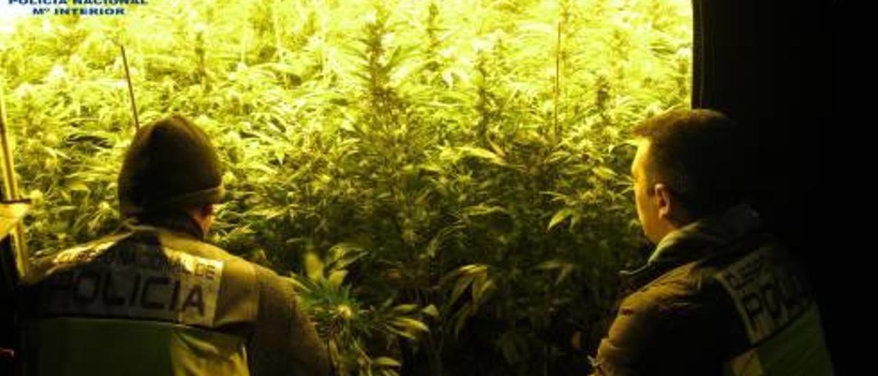 Tres detenidos en Xeresa y Miramar con 900 plantas de marihuana