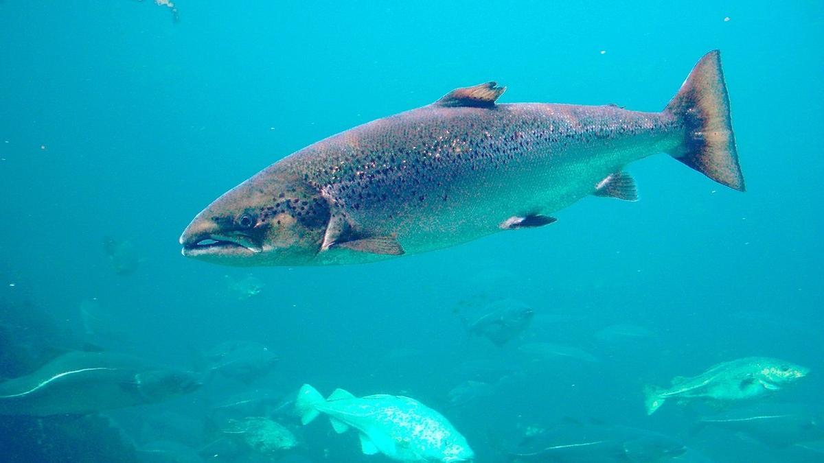 El salmón reconquista Navarra gracias a la eliminación de una presa abandonada