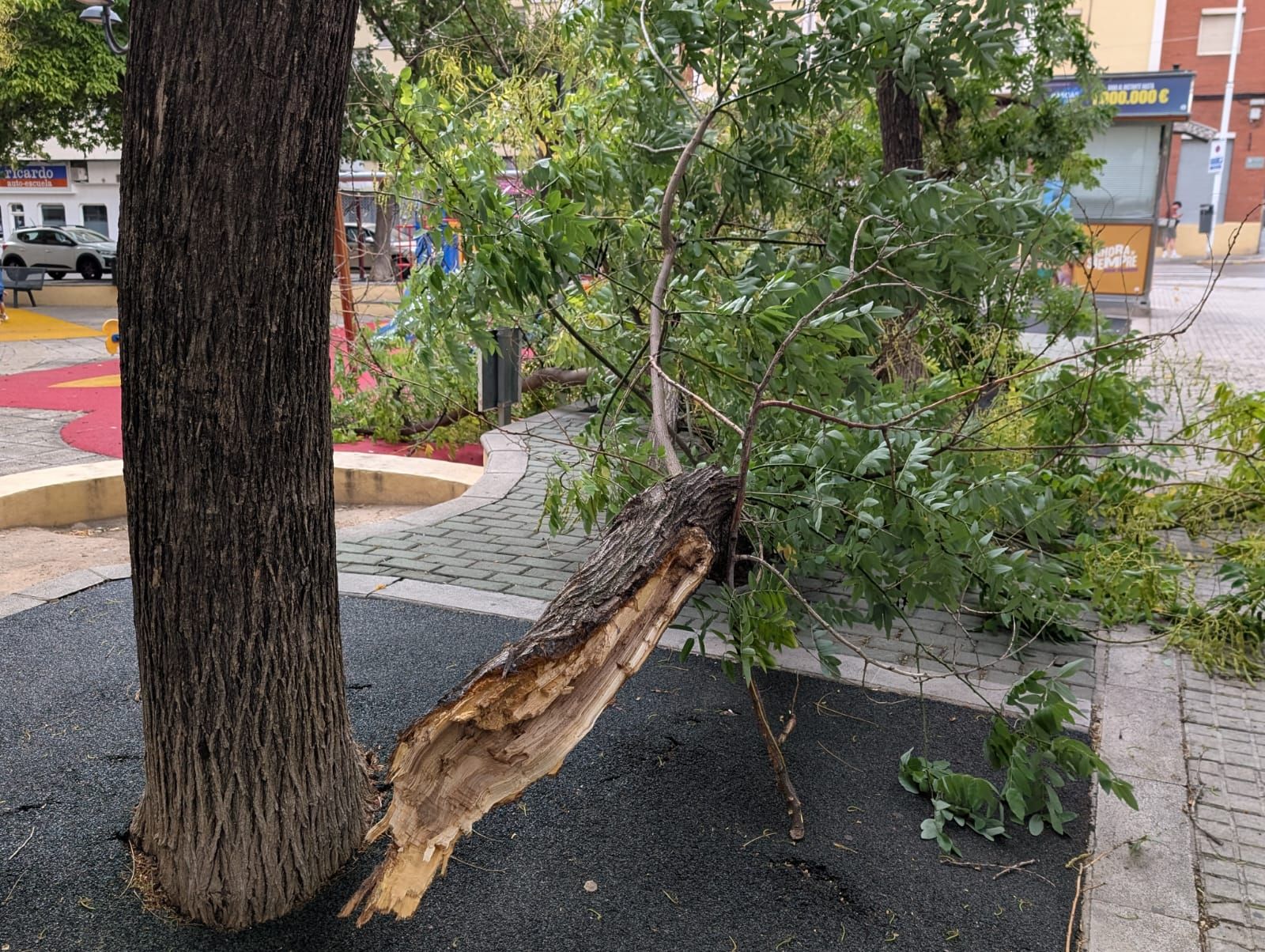 Coches abollados y árboles rotos por la granizada en Xátiva