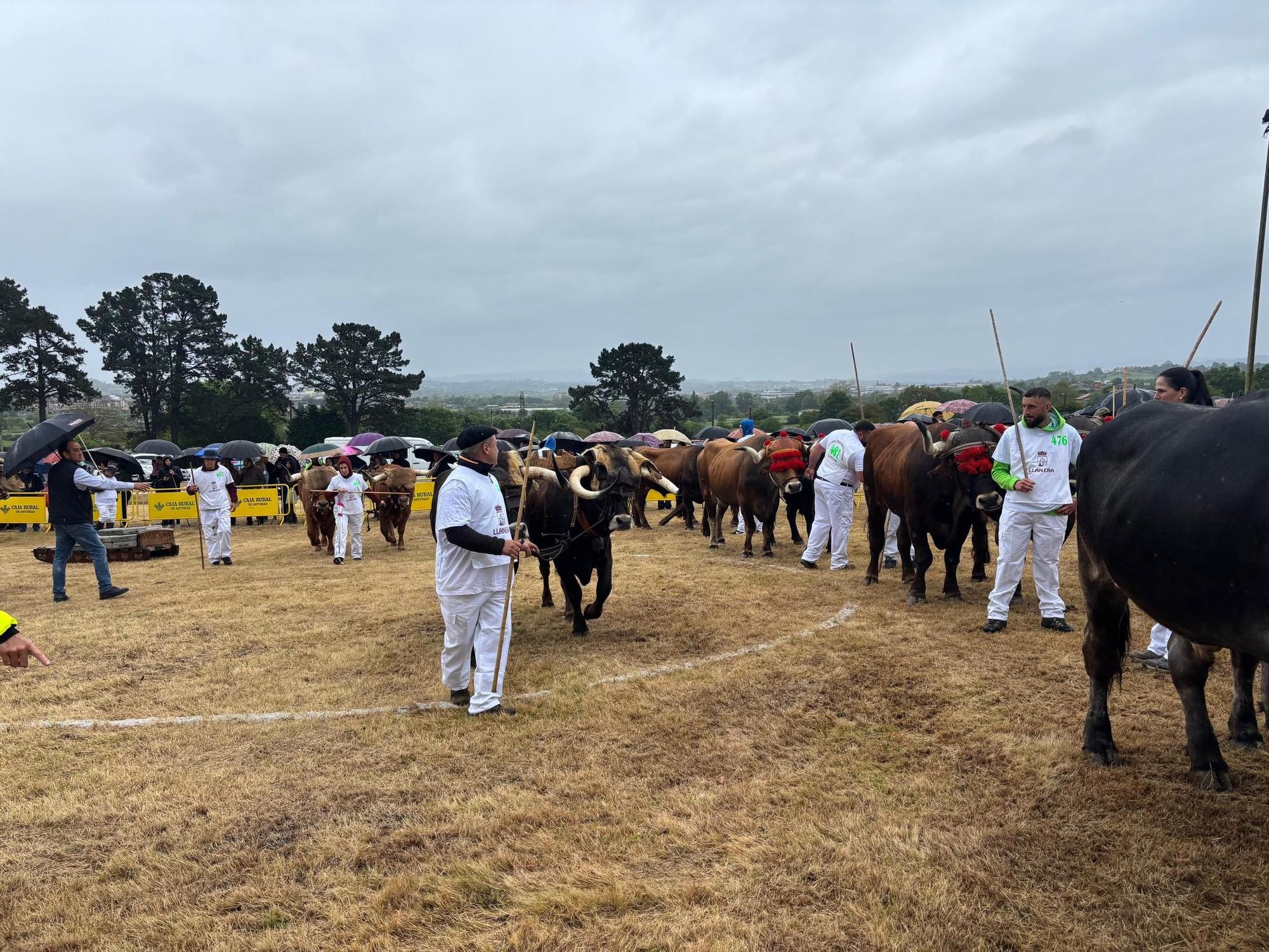 EN IMÁGENES: El domingo de San Isidro en Llanera