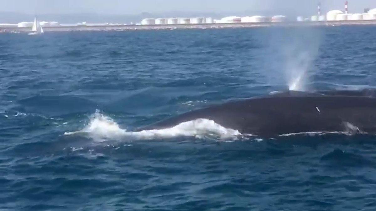 Ballenas avistadas en la costa de Barcelona.