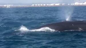 ballenas avistadas en la costa de barcelona