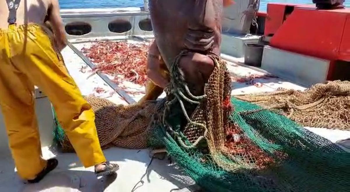 El proceso de desenredar a los escualos es complicado.