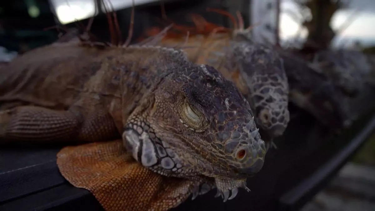 Más de 1500 iguanas caen de los árboles por las olas de frío en Florida