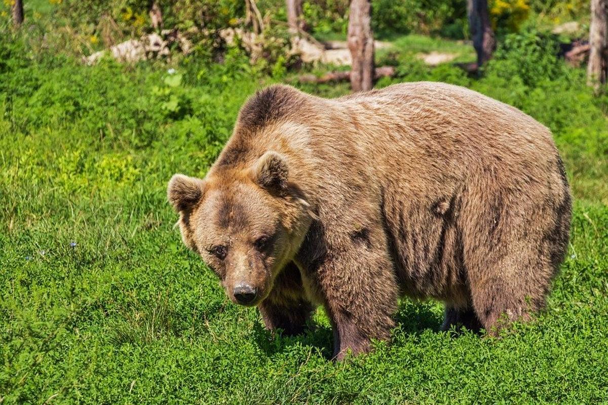 Horóscopo americano: Conoce cuál es tu signo del zodiaco y qué animal eres