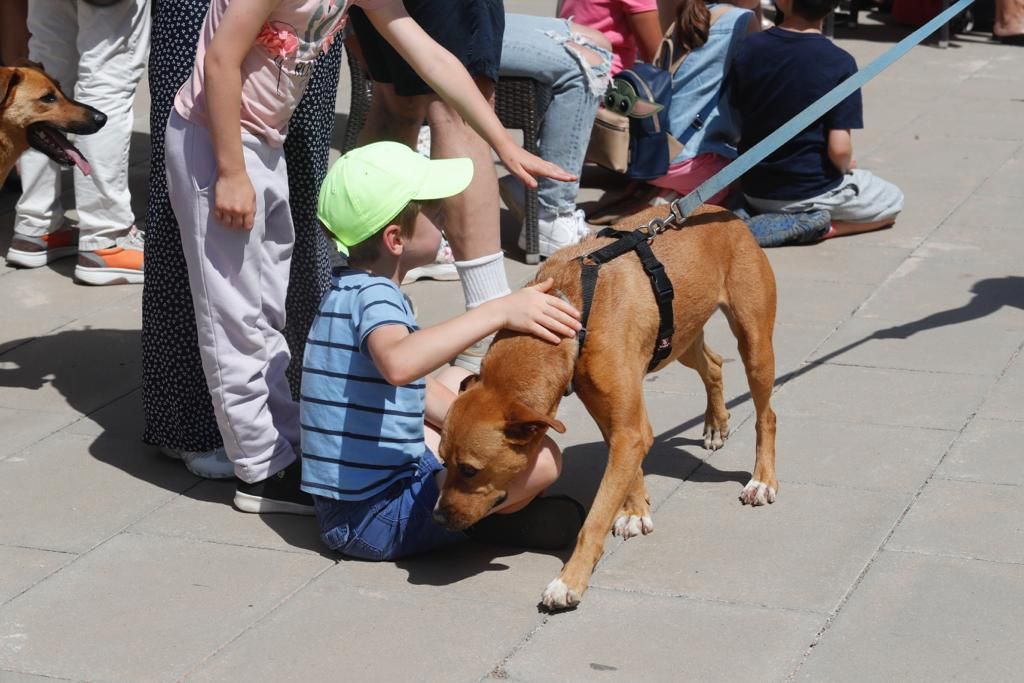 Pasarela de perros de adopción en Bioparc