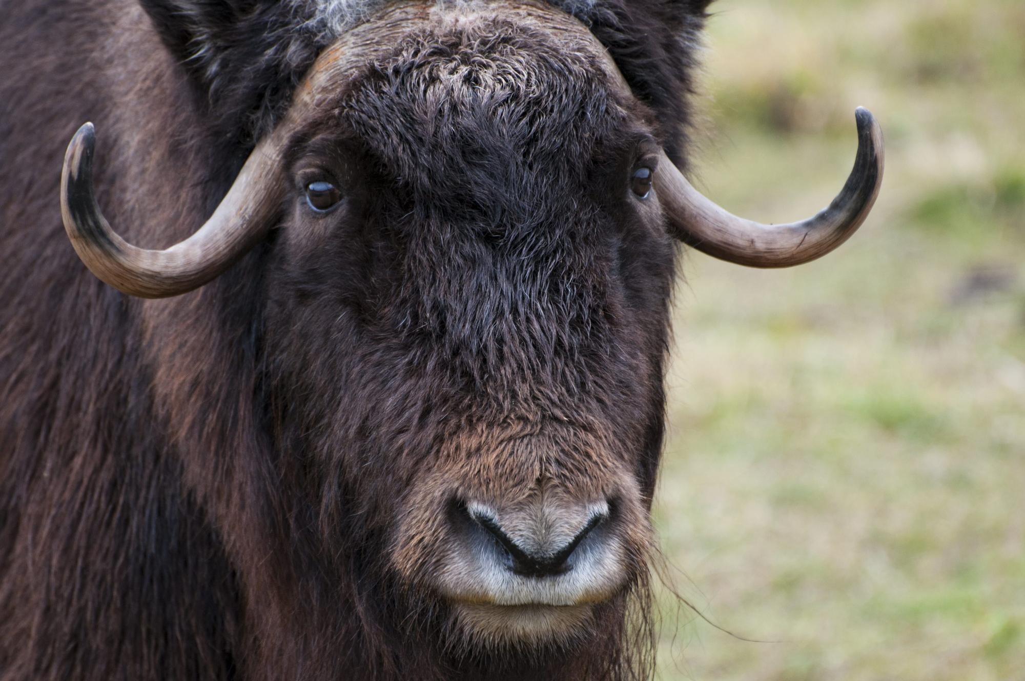 Horóscopo Chino 2022: ¿qué animal soy según mi año de nacimiento? revtli, RESPUESTAS