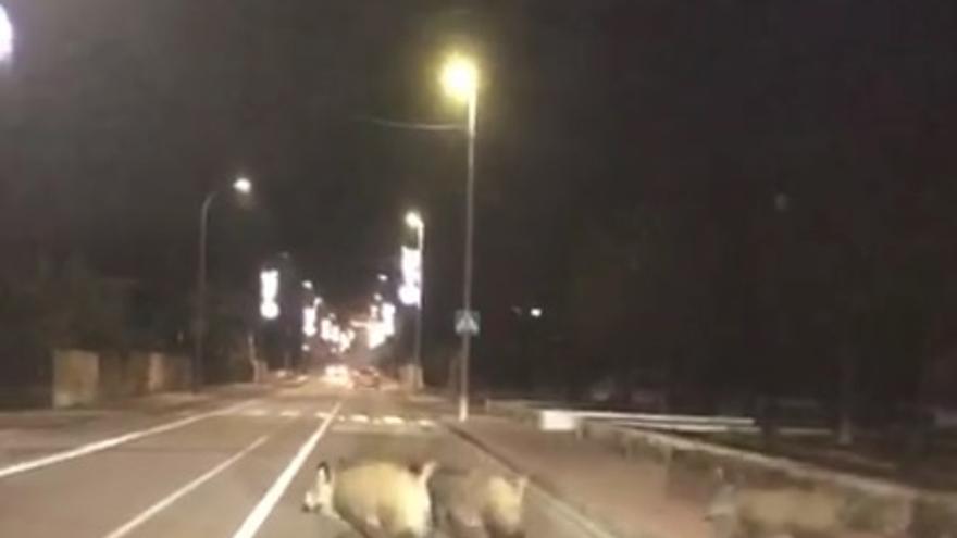 Los jabalíes cruzan la avenida Juan Carlos I, que une el pueblo y el puerto