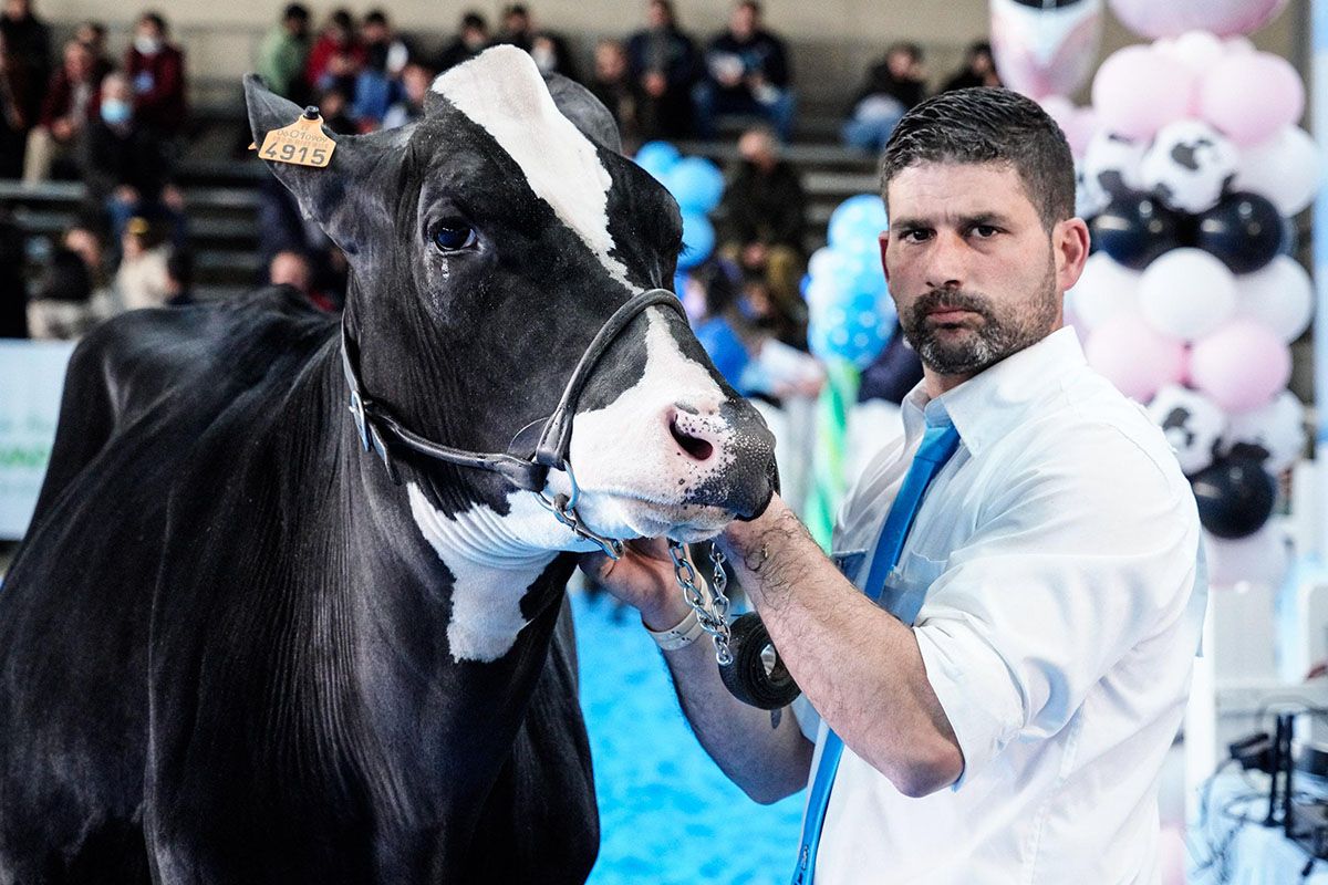 Feria de ganado vacuno holstein en Dos Torres