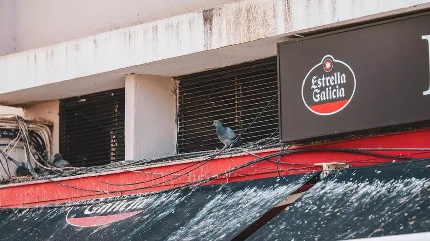 Video | Hartos de limpiar lo que ensucian 3.000 palomas en Mérida