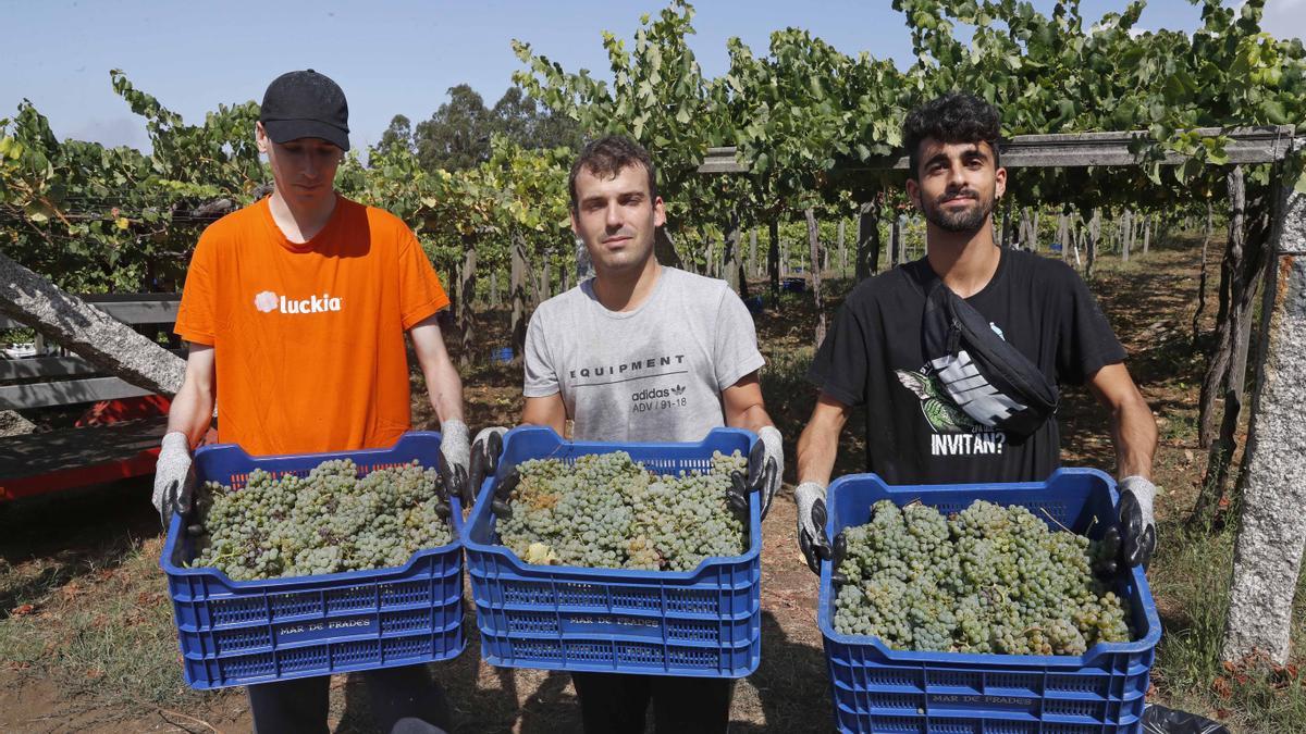 La recogida de la uva en una de las bodegas de la DO Rías Baixas, ayer.