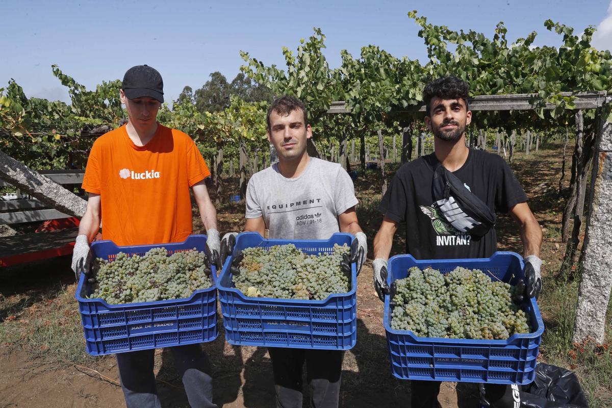 La recogida de la uva en una de las bodegas de la DO Rías Baixas, ayer.