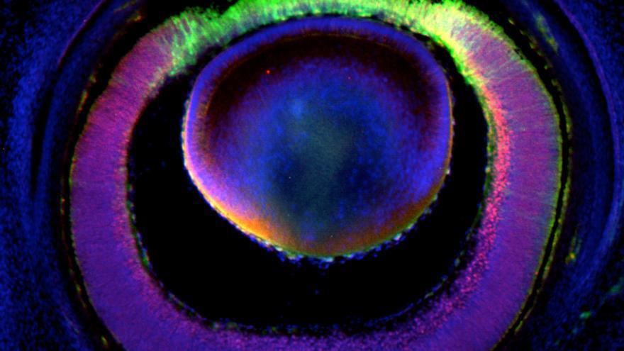 Imagen de la investigadora del Instituto de Neurociencias UMH-CSIC Eloísa Herrera.