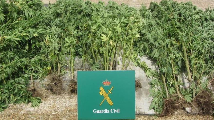 Comissen 24 plantes de marihuana amagades en una finca