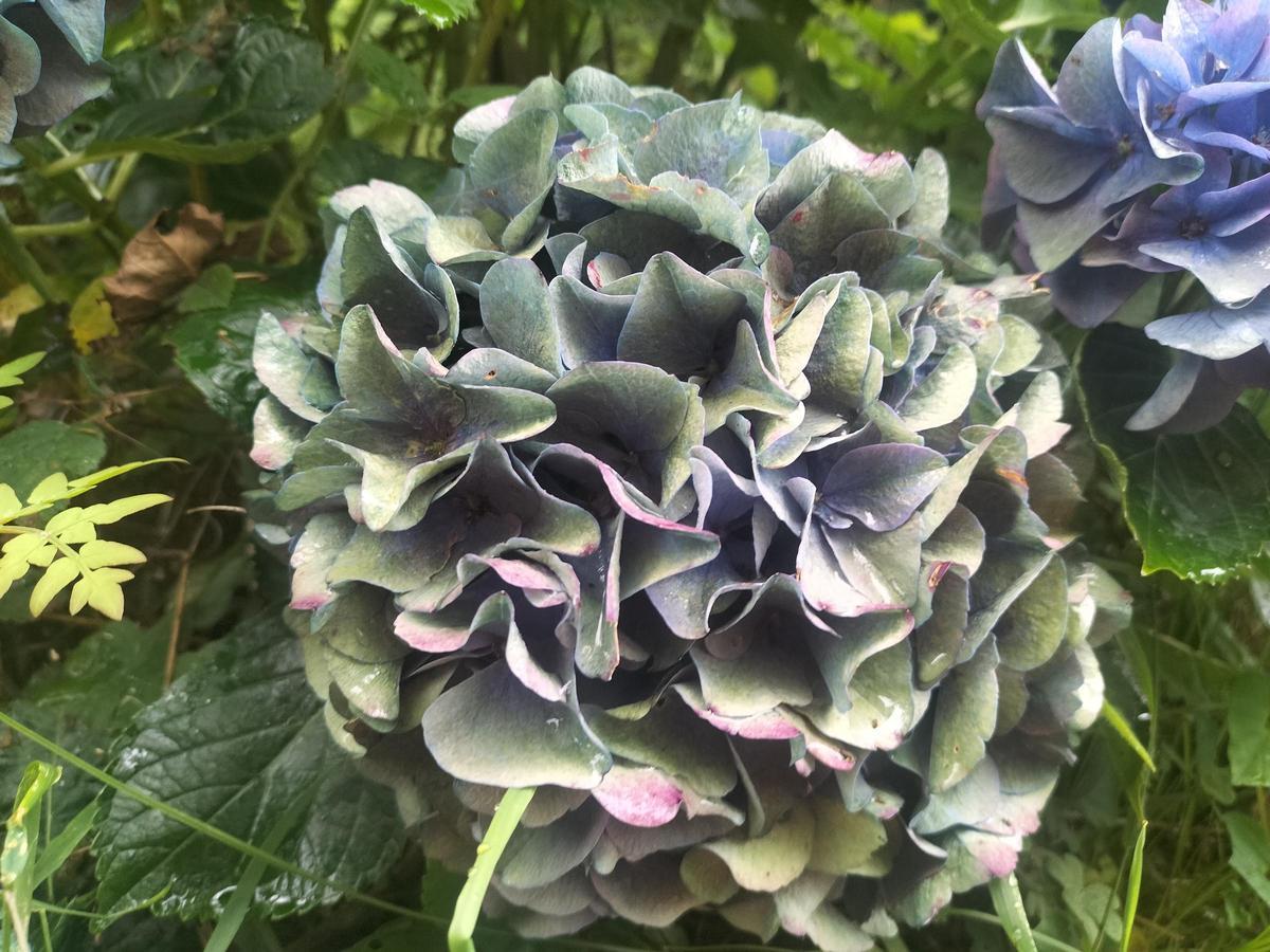 Flor de hortensia de la Fonte Baxa.