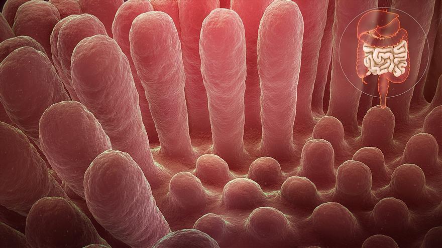 Lupus: ¿Podemos encontrar en la microbiota del intestino los futuros tratamientos?