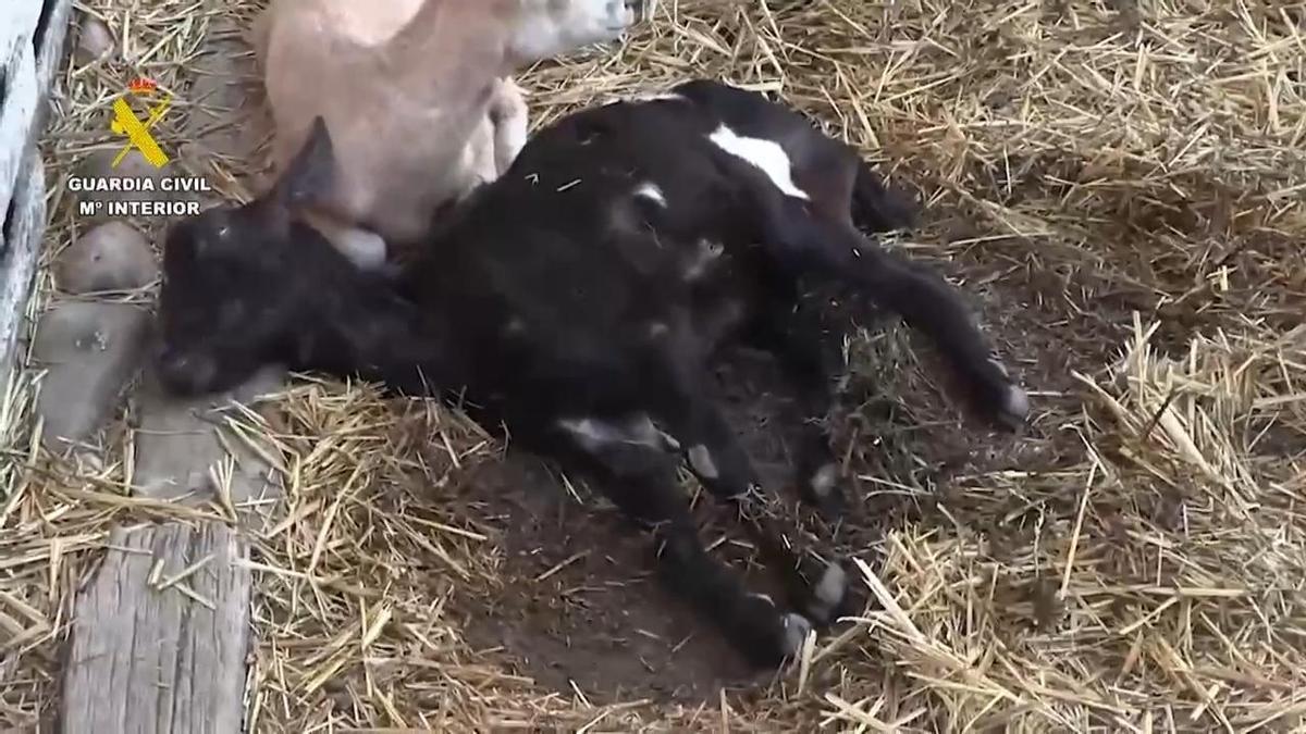 Uno de los animales encontrados por los agentes del Seprona.