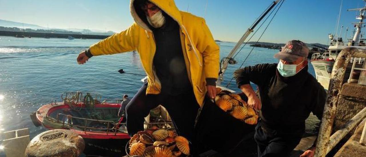 Dos pescadores llegan al puerto de Cambados con un lote de vieira, en una campaña anterior. |   // IÑAKI ABELLA