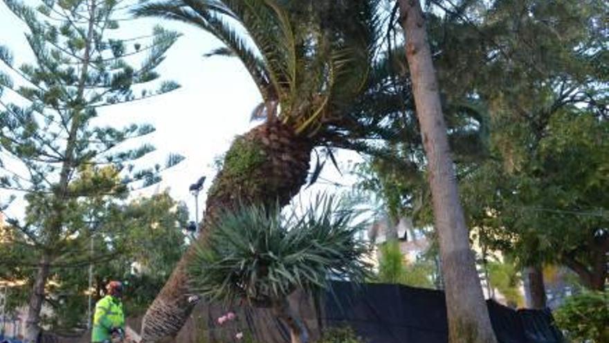 Un operario tala una palmera ayer en la plaza de la Constitución. FOTO M.Allhoff. CBN