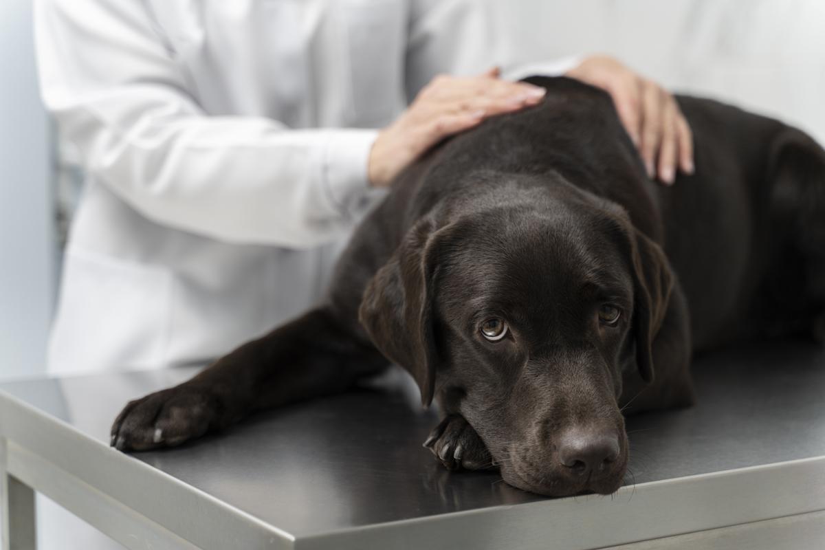 Complicaciones de la torsión gástrica en perros: lo que necesitas saber para proteger a tu compañero