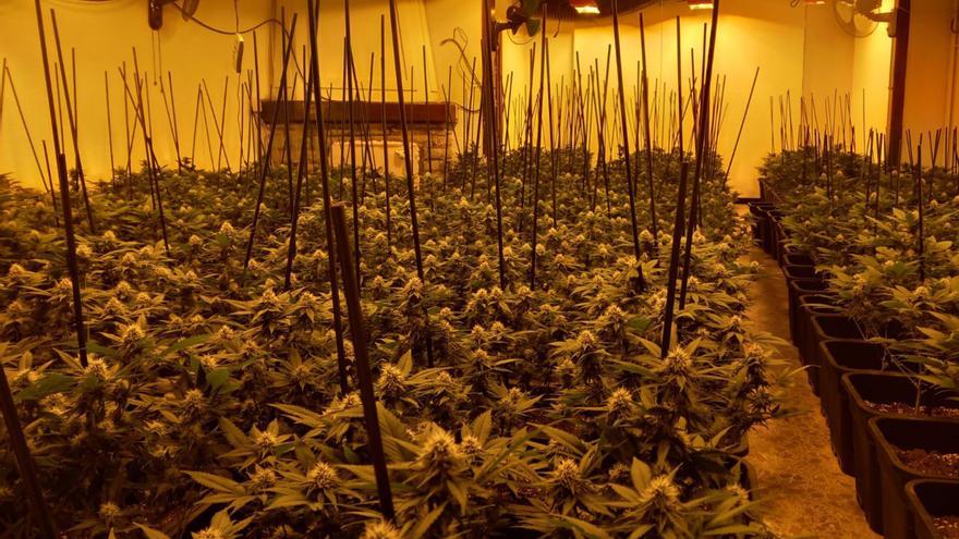 Desmantellen dues plantacions de marihuana a Vidreres