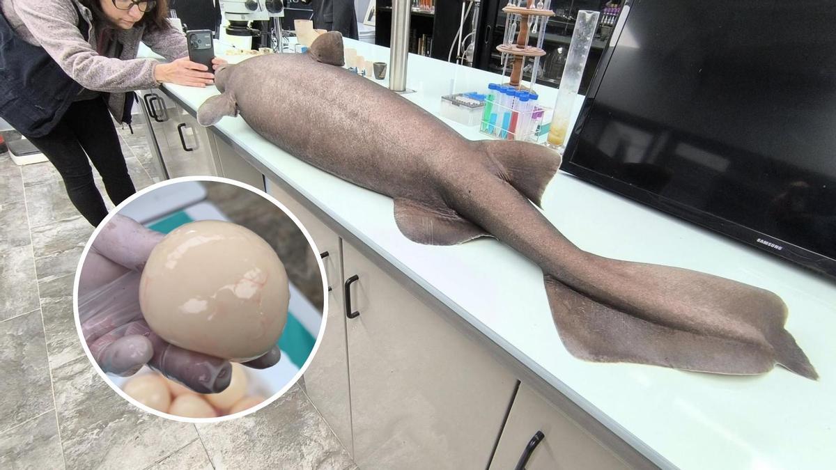 El tiburón foca de Luarca; en el circulo, uno de los huevos del ejemplar de tiburón foca varado en Luarca.