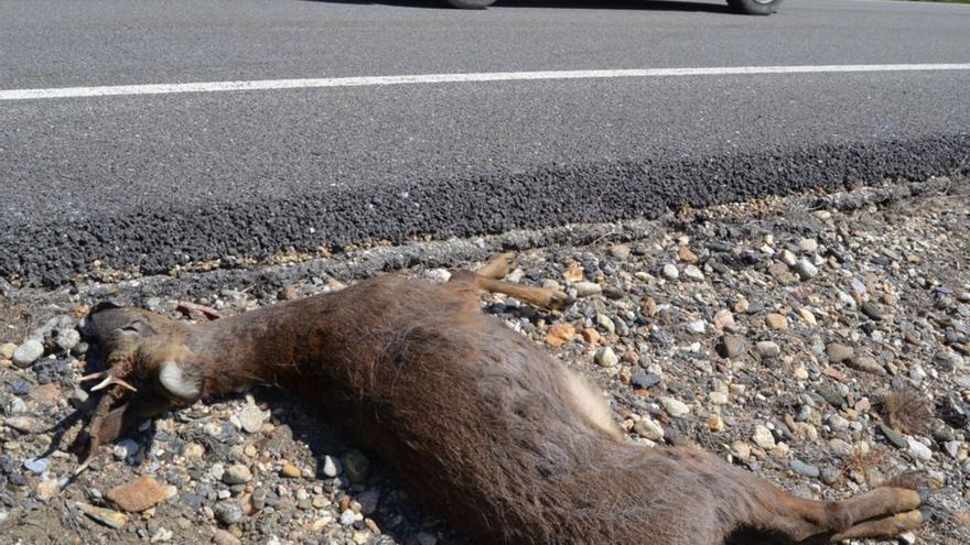 La fauna ha provocado 12.000 accidentes en Zamora desde 2010